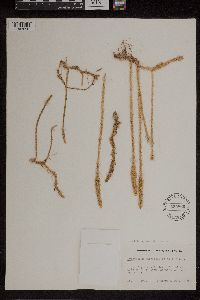 Thumbnail image of current specimen