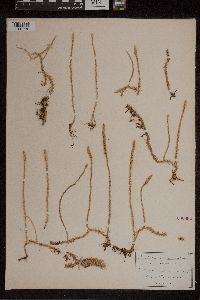 Thumbnail image of current specimen