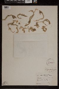 Lycopodiella inundata image