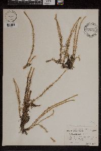 Lycopodiella inundata image