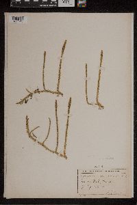 Lycopodiella inundata image