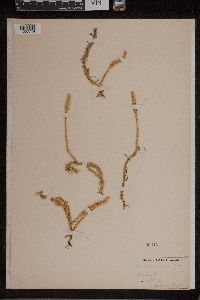 Lycopodiella inundata image