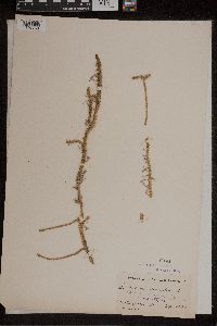 Lycopodiella inundata image