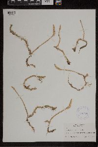 Thumbnail image of current specimen