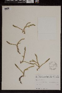 Thumbnail image of current specimen