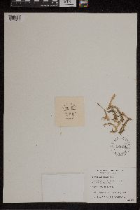 Thumbnail image of current specimen