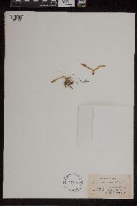 Thumbnail image of current specimen