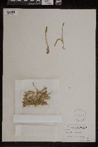 Thumbnail image of current specimen