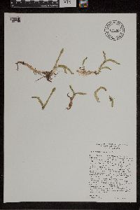 Thumbnail image of current specimen