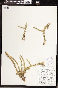 Lycopodiella alopecuroides image