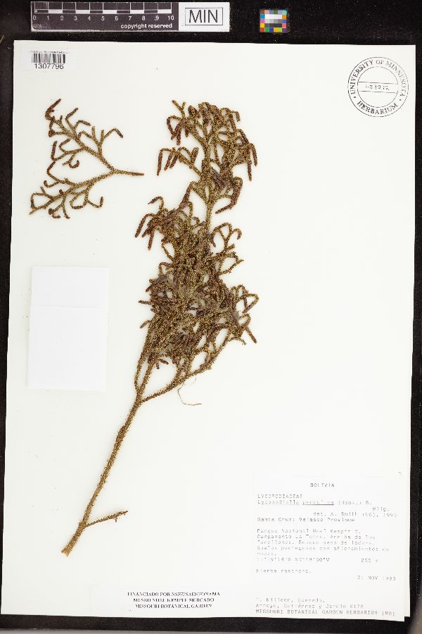 Lycopodiella pendulina image