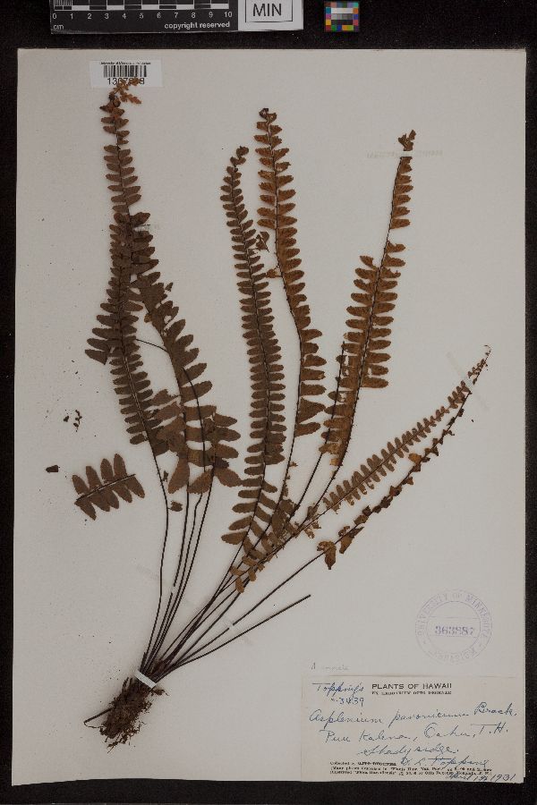 Asplenium pavonicum image