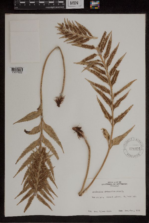 Asplenium obtusatum image