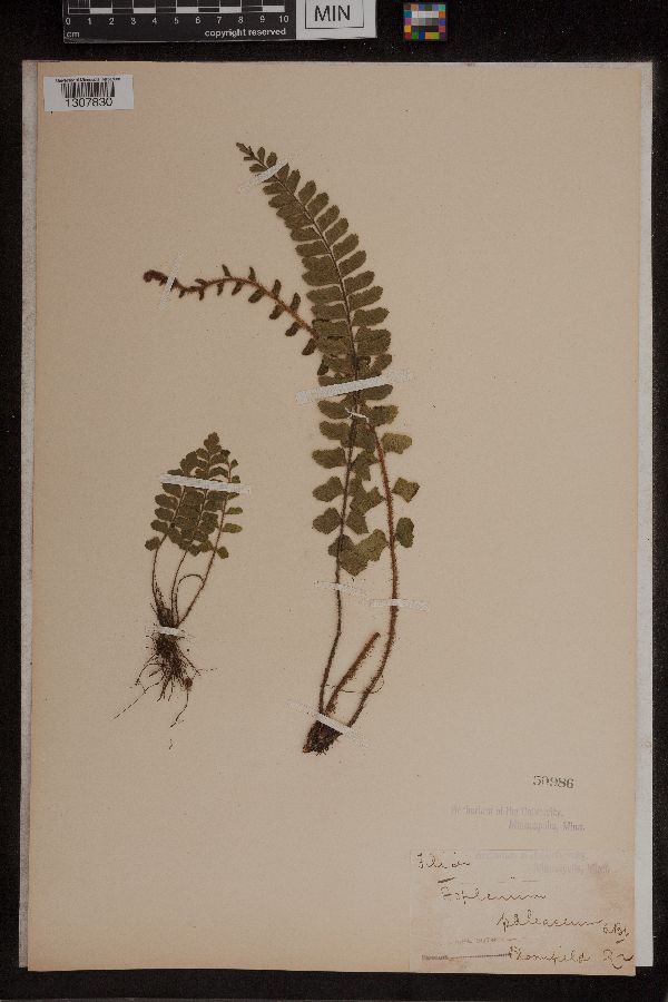 Asplenium paleaceum image