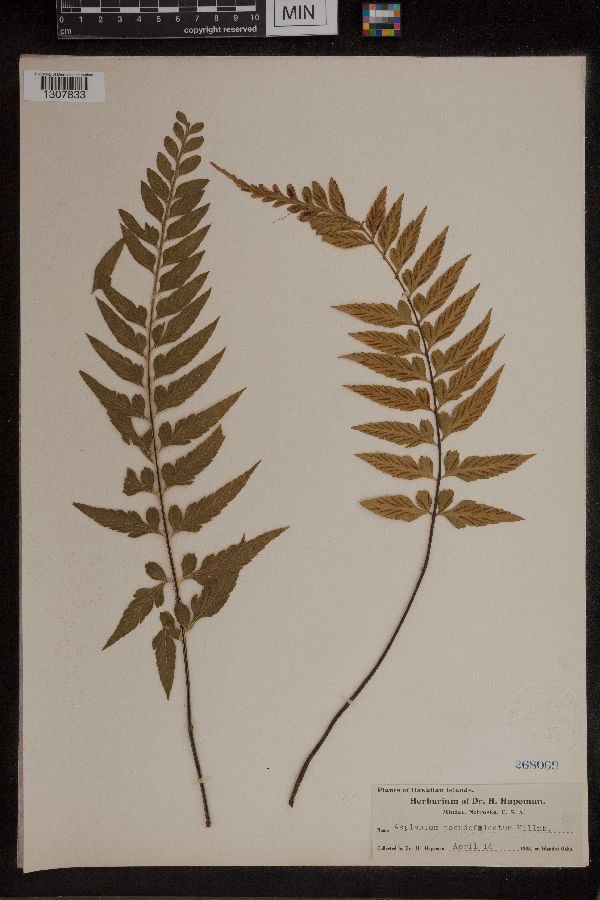 Asplenium pseudofalcatum image