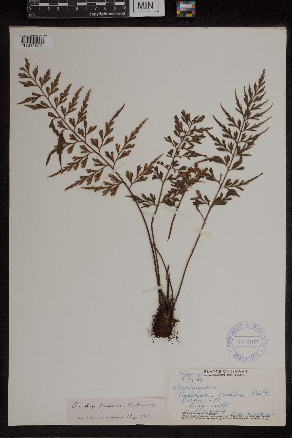 Asplenium rhipidoneuron image