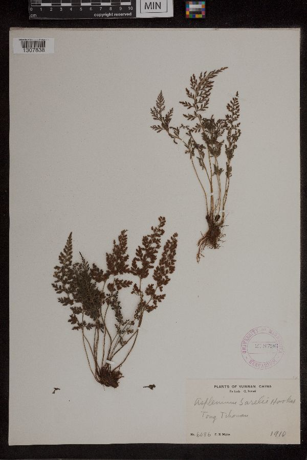 Asplenium sarelii image