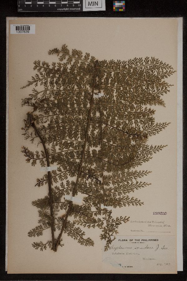 Asplenium scandens image