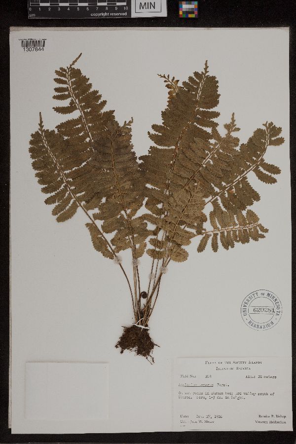 Asplenium tenerum image
