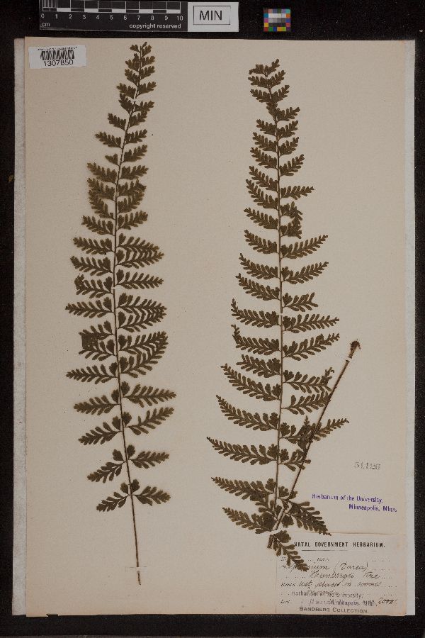 Asplenium thunbergii image