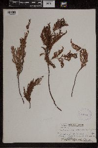 Asplenium adiantum-nigrum image