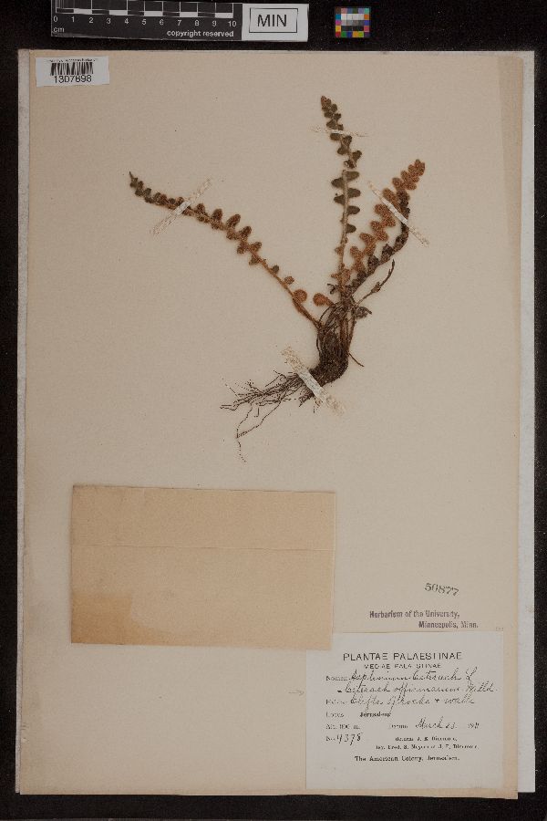 Asplenium ceterach image