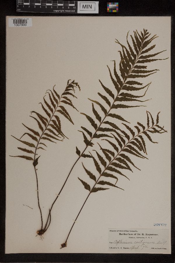 Asplenium contiguum image