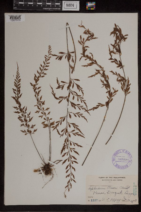 Asplenium elmeri image