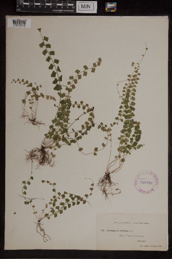 Asplenium flabellifolium image