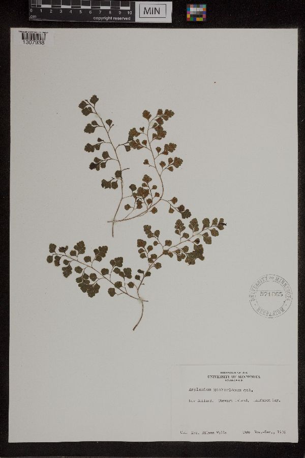 Asplenium hookerianum image