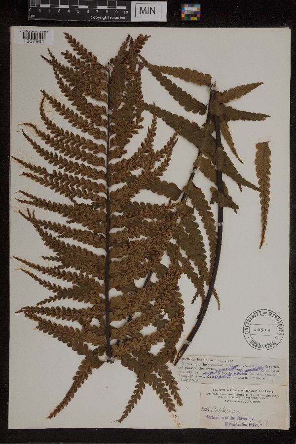 Asplenium horridum image