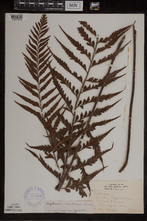 Asplenium insiticium image