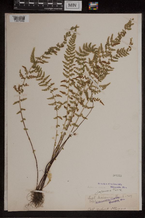 Asplenium incisum image