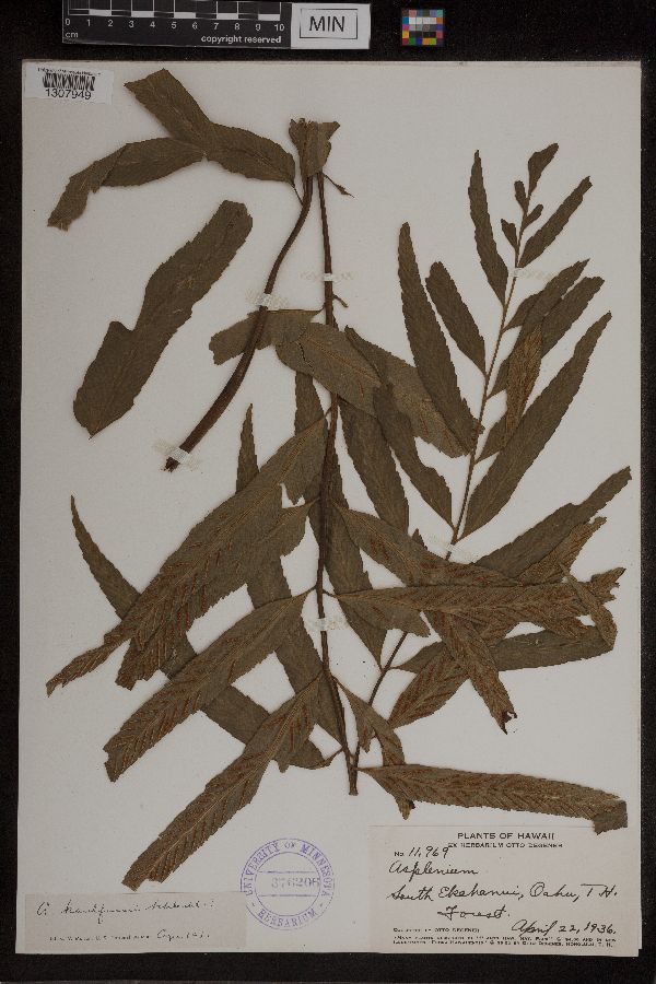 Asplenium kaulfussii image