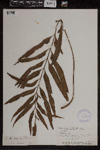 Asplenium kaulfussii image