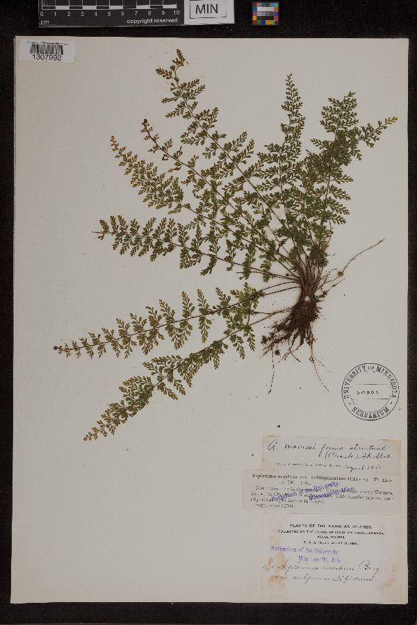 Asplenium macraei var. strictum image