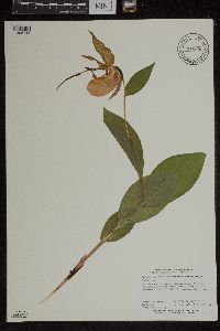 Media resource of Cypripedium parviflorum
