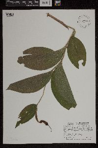 Media resource of Cypripedium calceolus