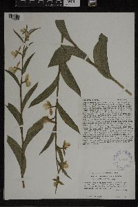 Media resource of Cypripedium californicum