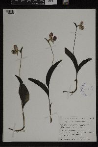 Media resource of Cypripedium guttatum