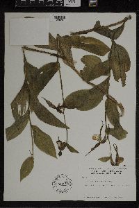 Media resource of Cypripedium montanum