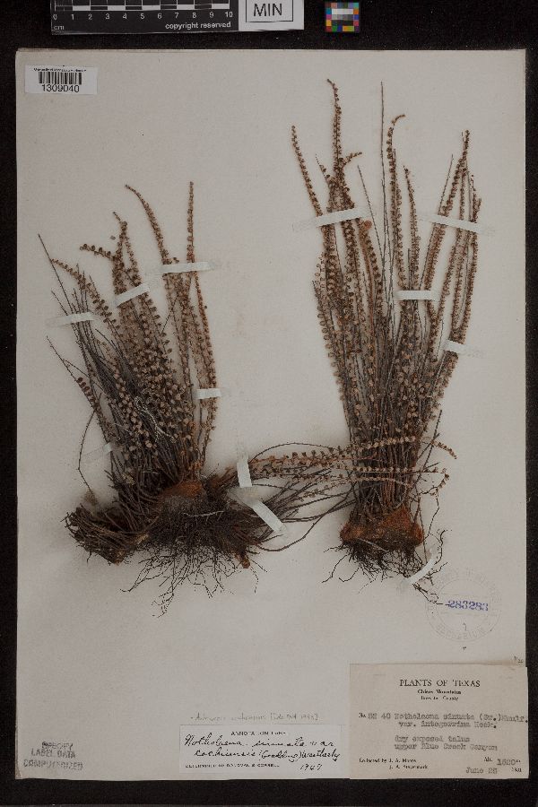 Astrolepis cochisensis image