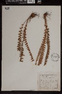 Astrolepis sinuata image