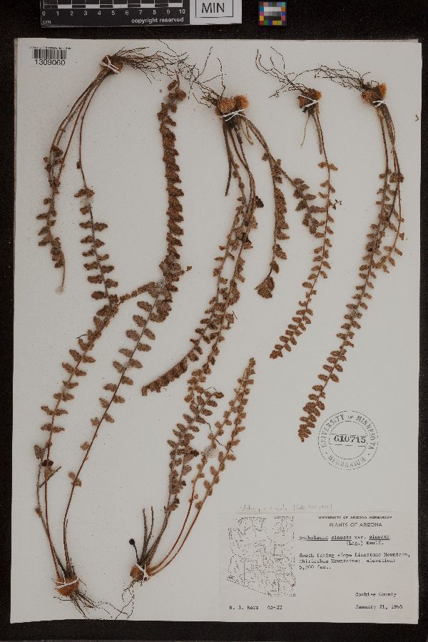 Astrolepis sinuata image