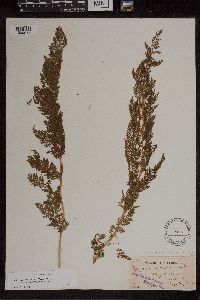 Media resource of Athyrium alpestre