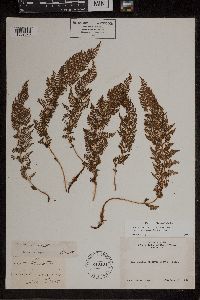 Athyrium alpestre image