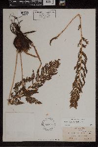 Athyrium alpestre image