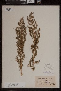 Athyrium alpestre image