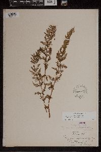 Athyrium alpestre image