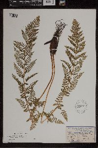 Athyrium alpestre image